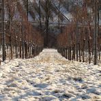 Winterliche Weinberge