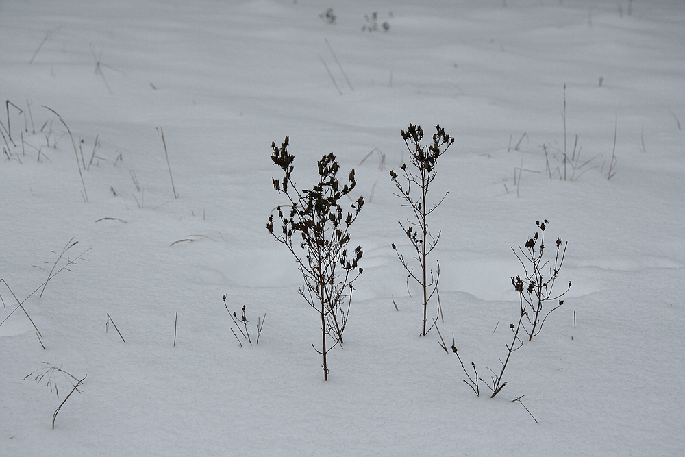 Winterliche Wiese