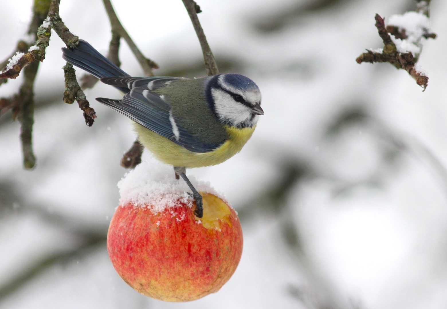 winterlicher