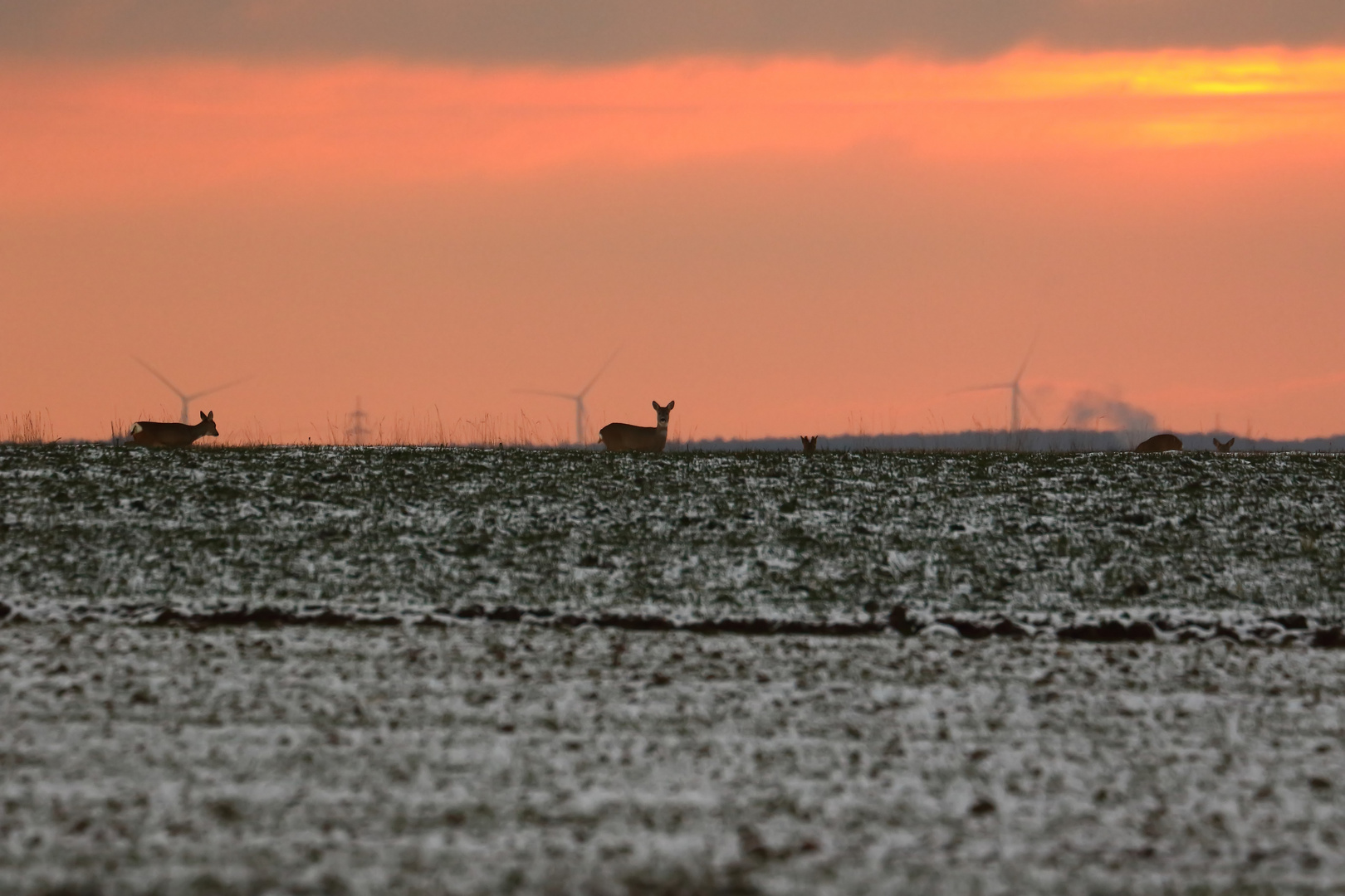 Winterlicher Abendbeginn mit Rehwild