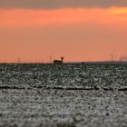 Winterlicher Abendbeginn mit Rehwild