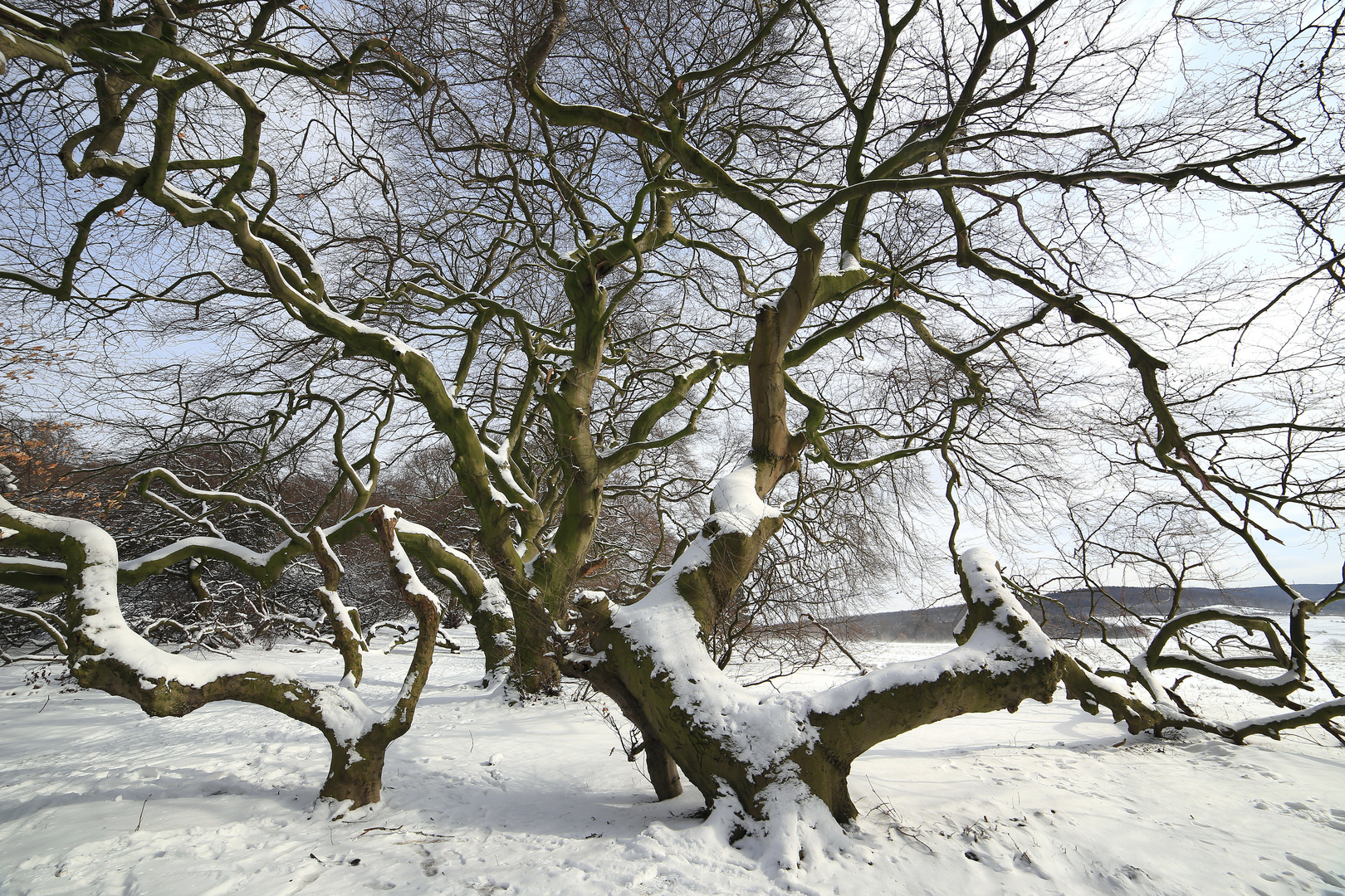 winterlicher alleeblick