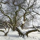 winterlicher alleeblick