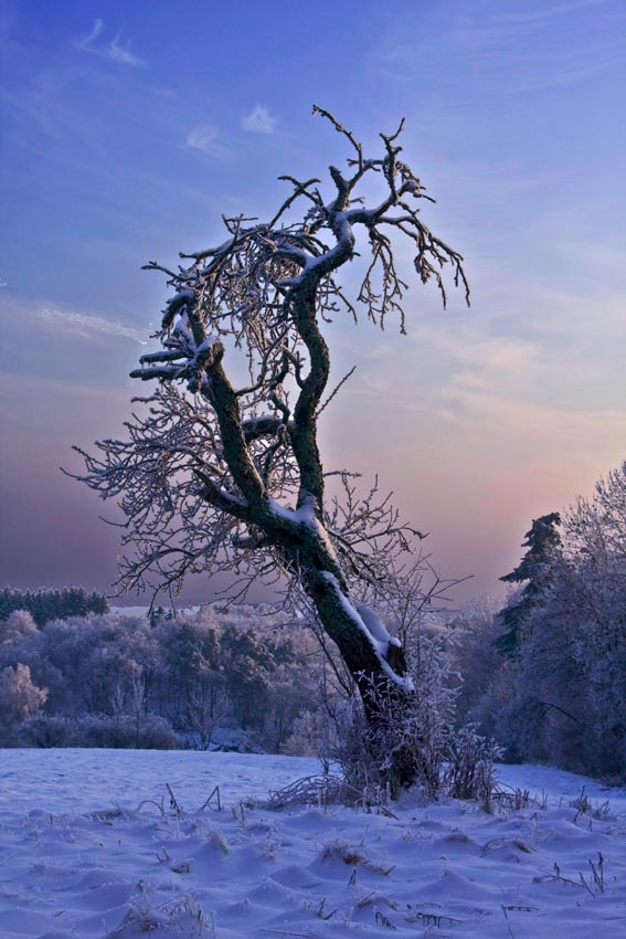 winterlicher Baum