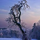 winterlicher Baum