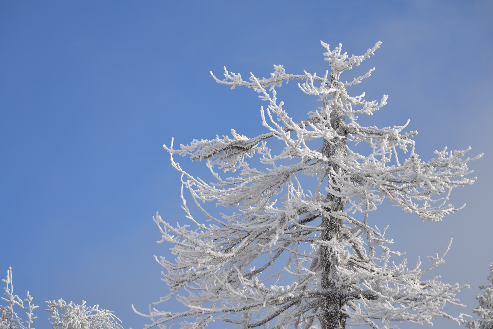 Winterlicher Baum