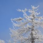 Winterlicher Baum