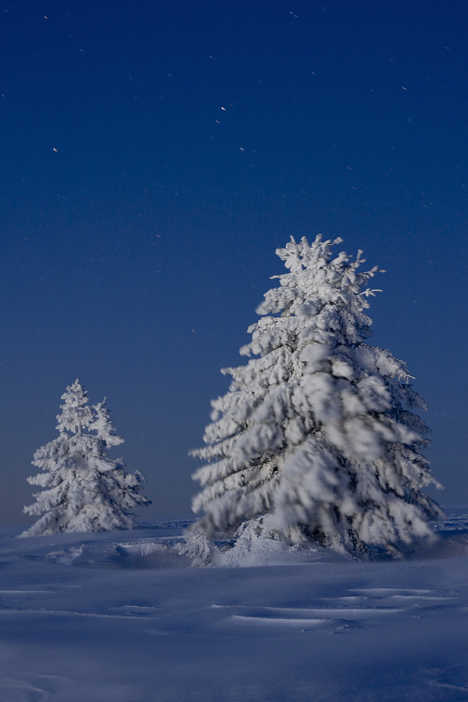 winterlicher Baum