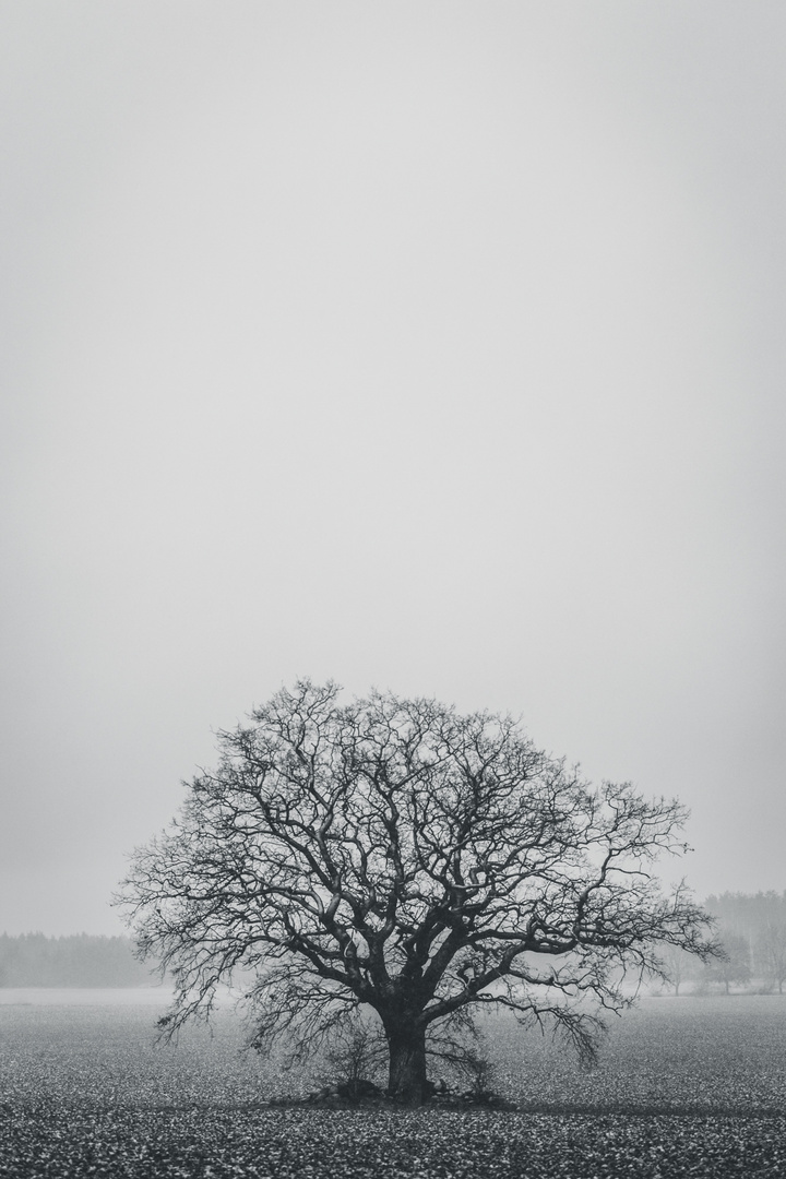 Winterlicher Baum bei Kathendorf