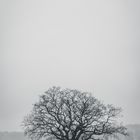 Winterlicher Baum bei Kathendorf