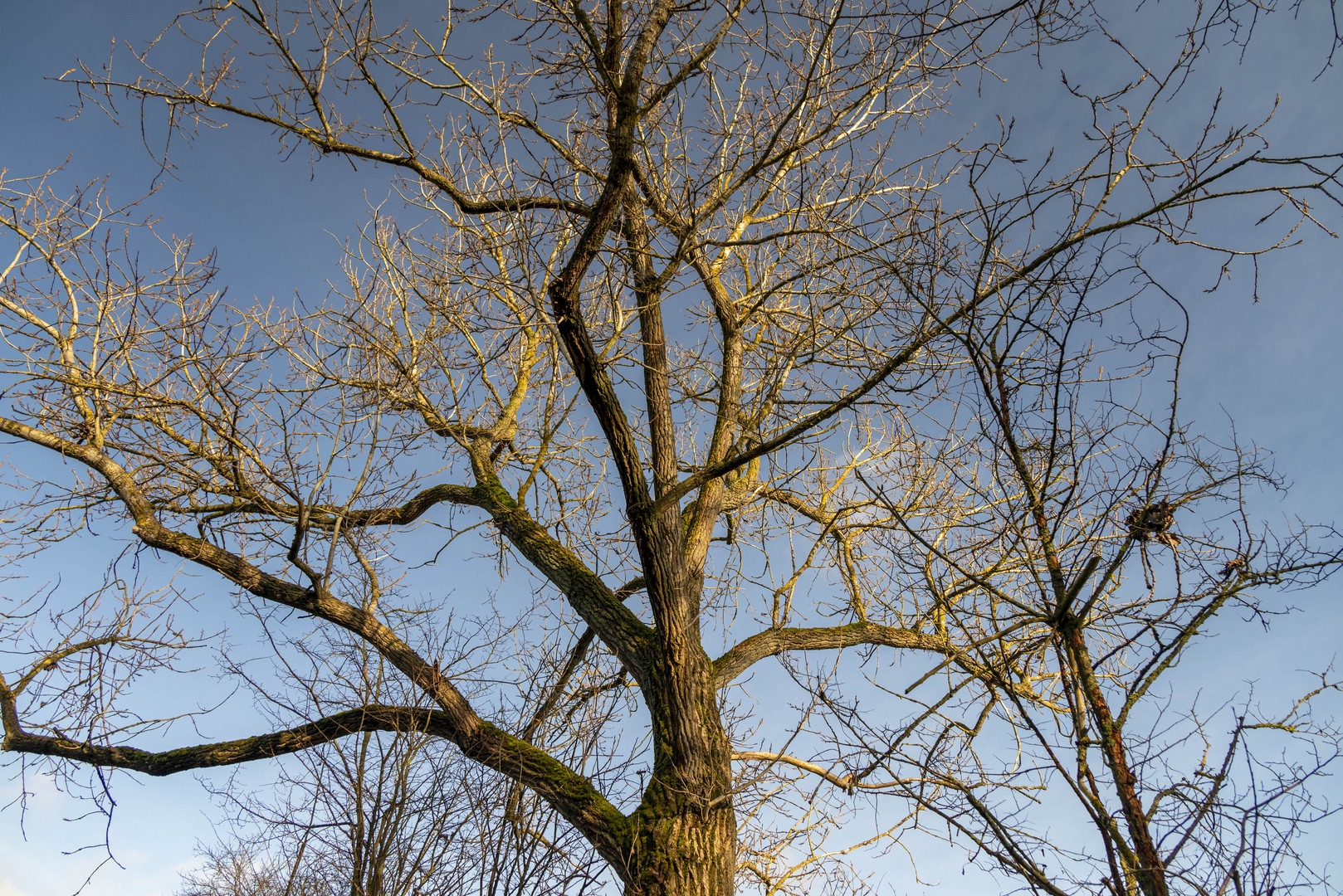 Winterlicher Baum vor Himmelblau