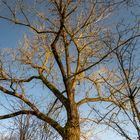 Winterlicher Baum vor Himmelblau