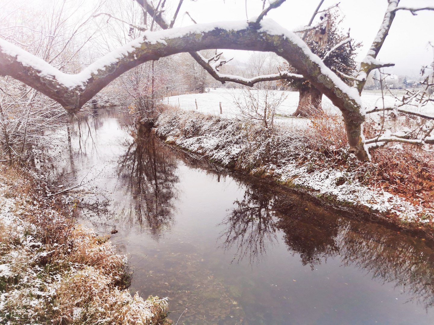 Winterlicher Baumbogen