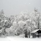 Winterlicher Baumschmuck