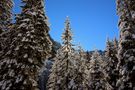 Winterlicher Bergwald von Rolando1010 