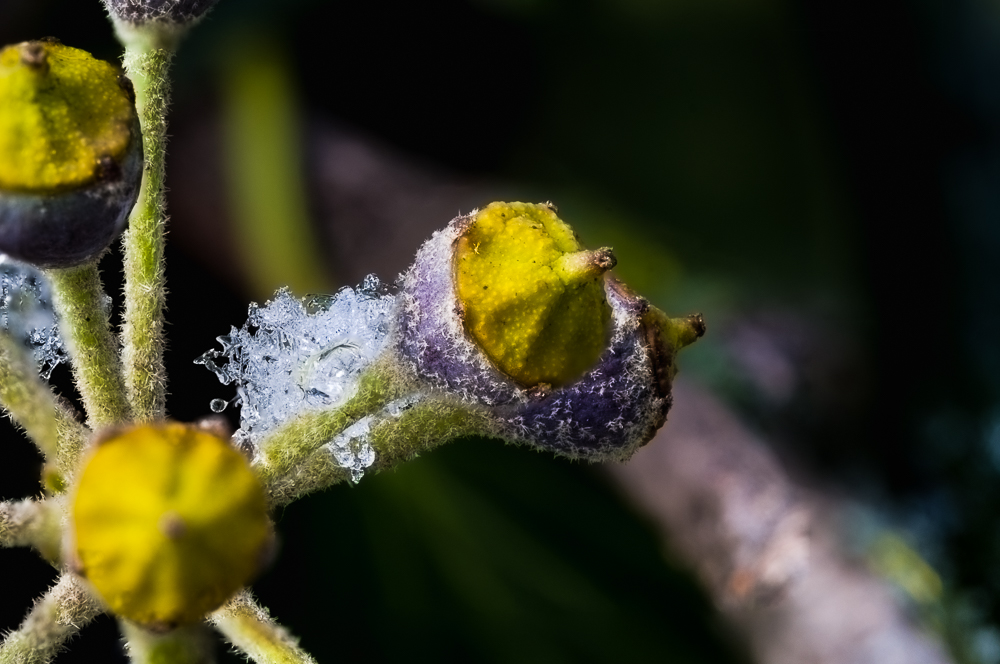 Winterlicher Blütenstamm