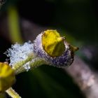 Winterlicher Blütenstamm