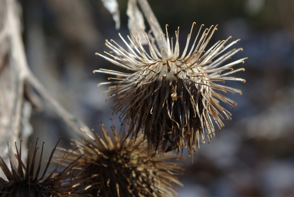 Winterlicher Blütenstand im Wald