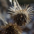 Winterlicher Blütenstand im Wald