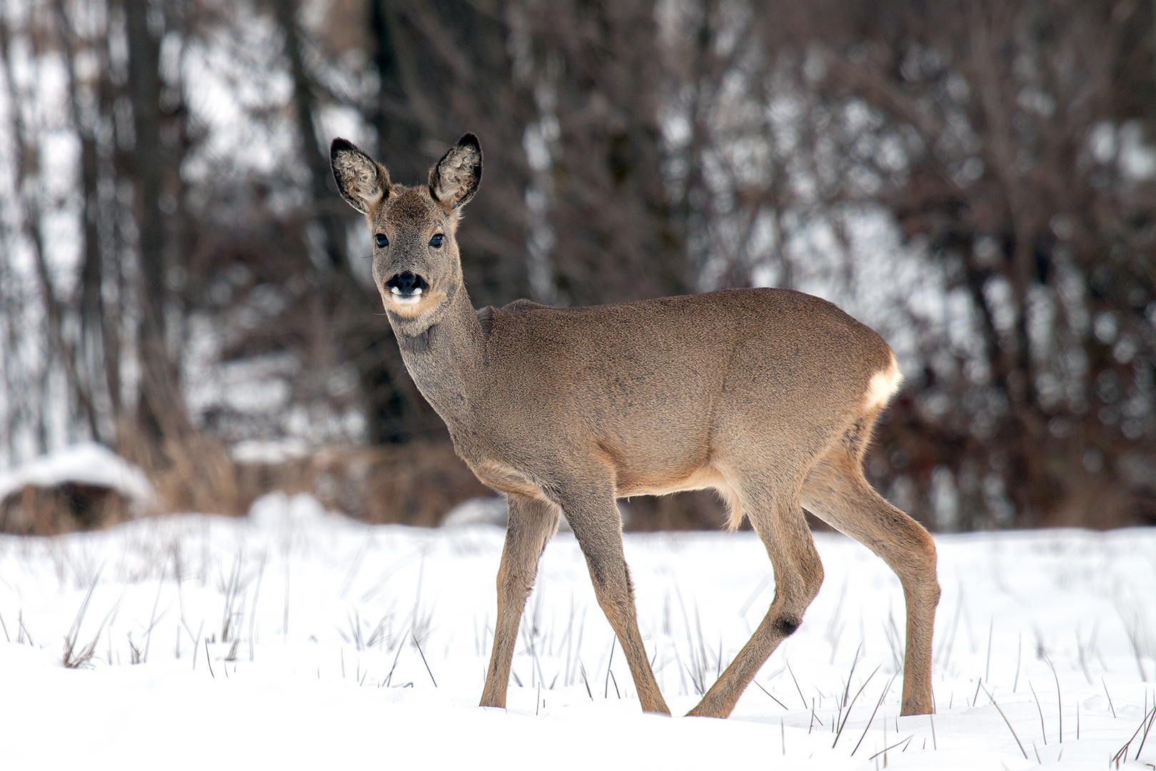 Winterlicher Bock