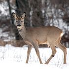 Winterlicher Bock