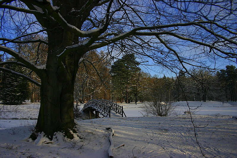 Winterlicher Branitzer Park mit seinen wunderschönen alten Bäumen