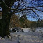 Winterlicher Branitzer Park mit seinen wunderschönen alten Bäumen