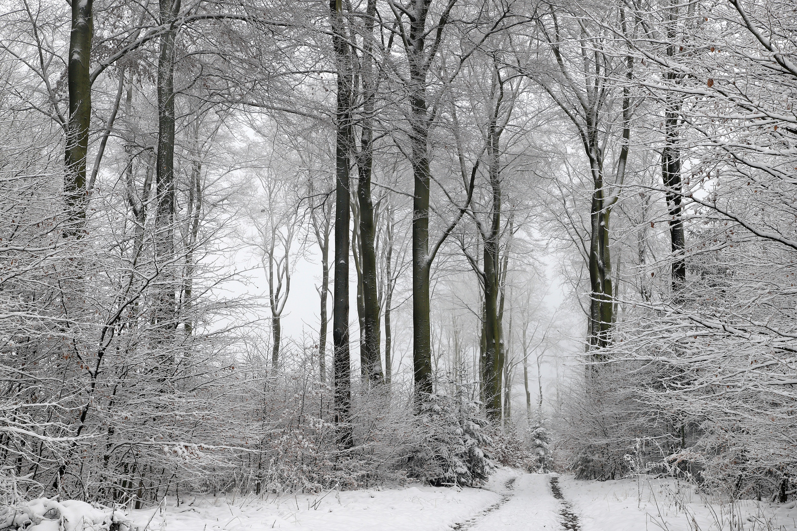 Winterlicher Buchen-Mischwald auf dem Stimm Stamm bei Meschede