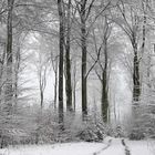 Winterlicher Buchen-Mischwald auf dem Stimm Stamm bei Meschede