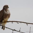 winterlicher bussard