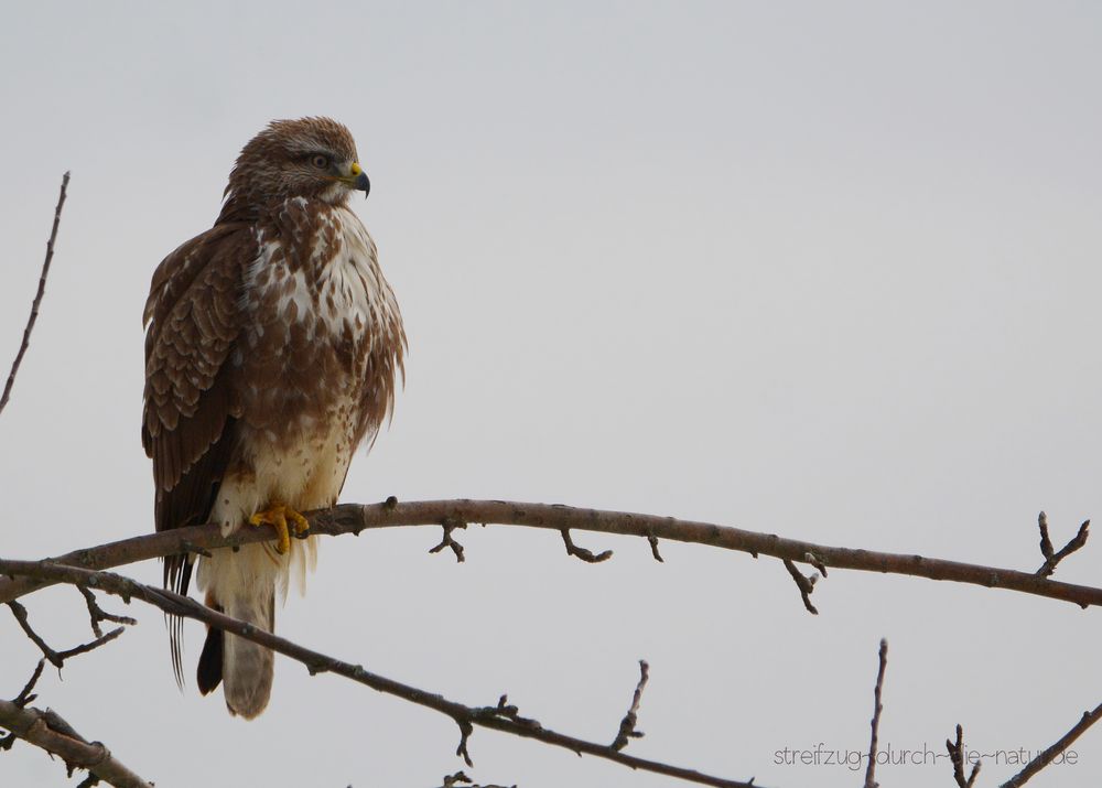 winterlicher bussard