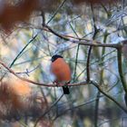 Winterlicher Dompfaff