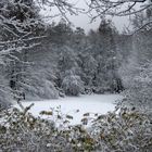 Winterlicher Durchblick