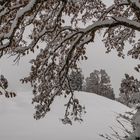 Winterlicher Durchblick