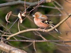 Winterlicher Farbfleck