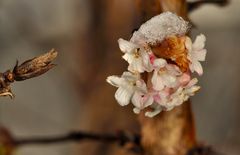 Winterlicher Farbtupfer