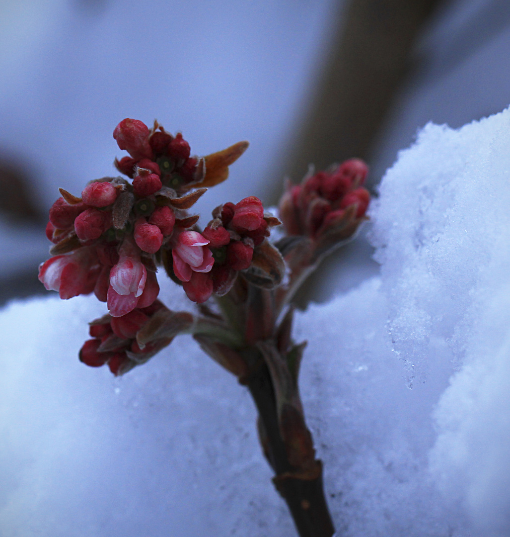 Winterlicher Farbtupfer