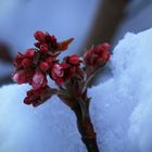 Winterlicher Farbtupfer