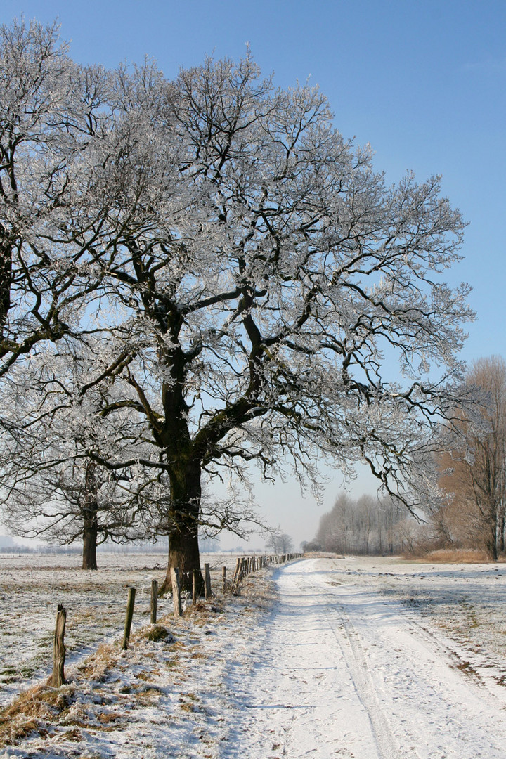 Winterlicher Feldweg