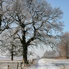 Winterlicher Feldweg