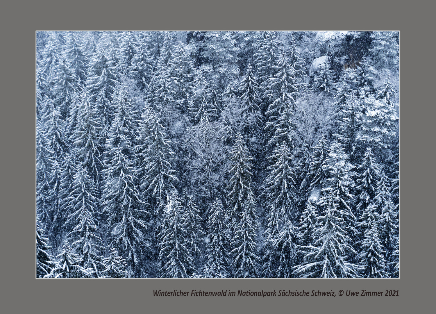 Winterlicher Fichtenwald mit Schneefall und Frost im Gebirge (Nationalpark Sächsische Schweiz)