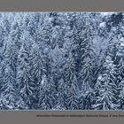 Winterlicher Fichtenwald mit Schneefall und Frost im Gebirge (Nationalpark Sächsische Schweiz)