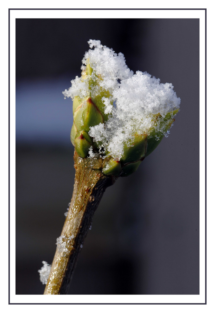 Winterlicher Frühlingsbote