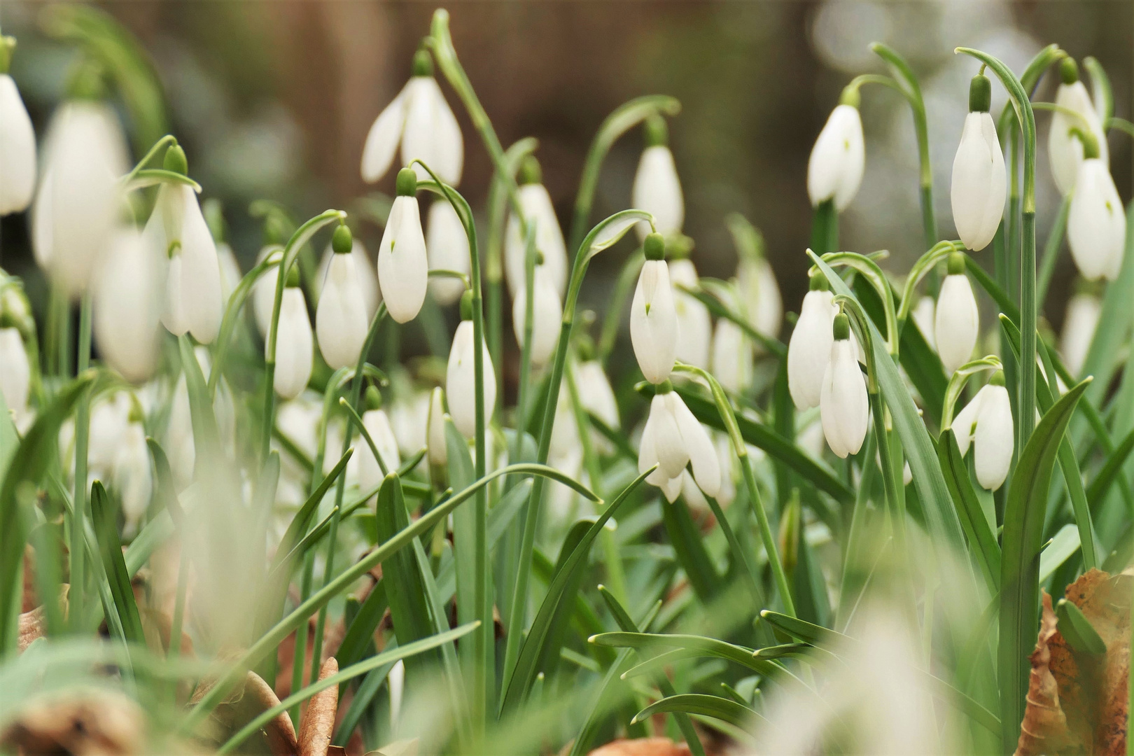 winterlicher Frühlingsgruß