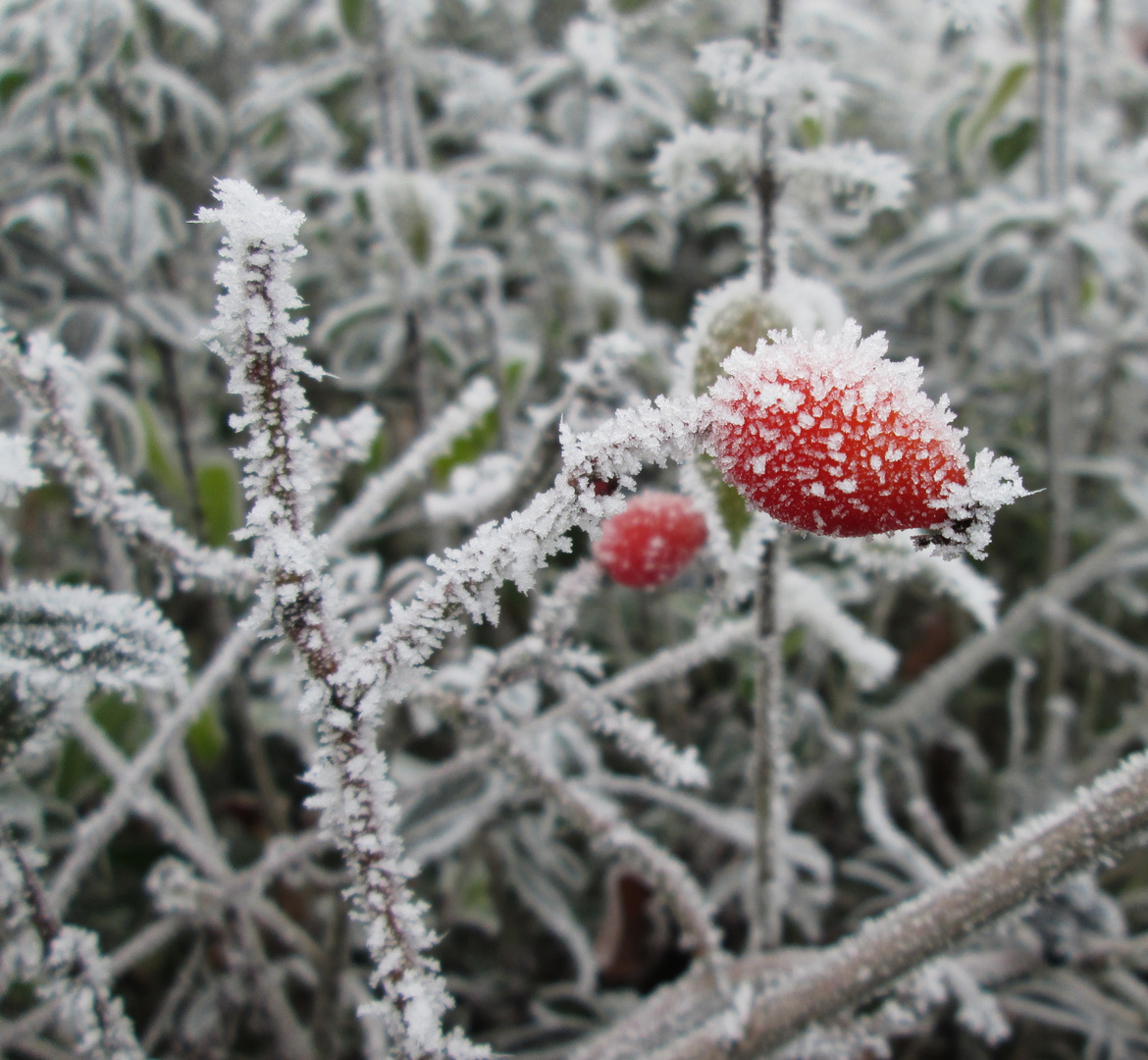 Winterlicher Gruß