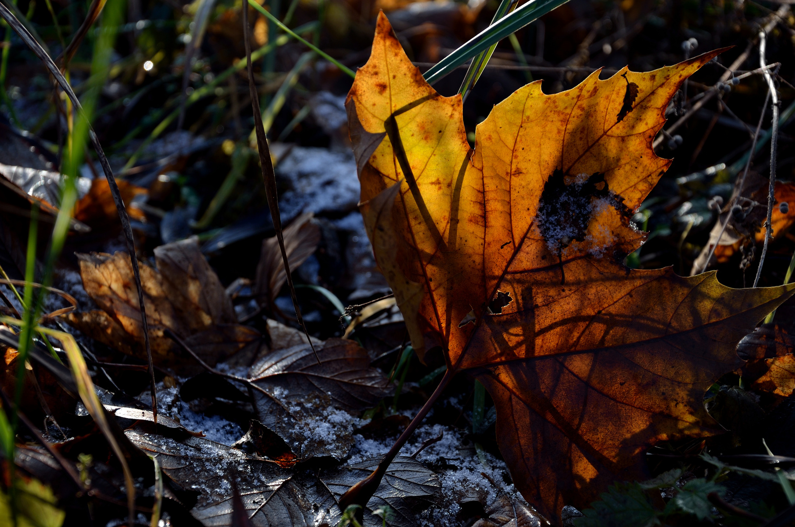 winterlicher Herbst