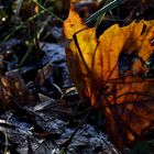 winterlicher Herbst