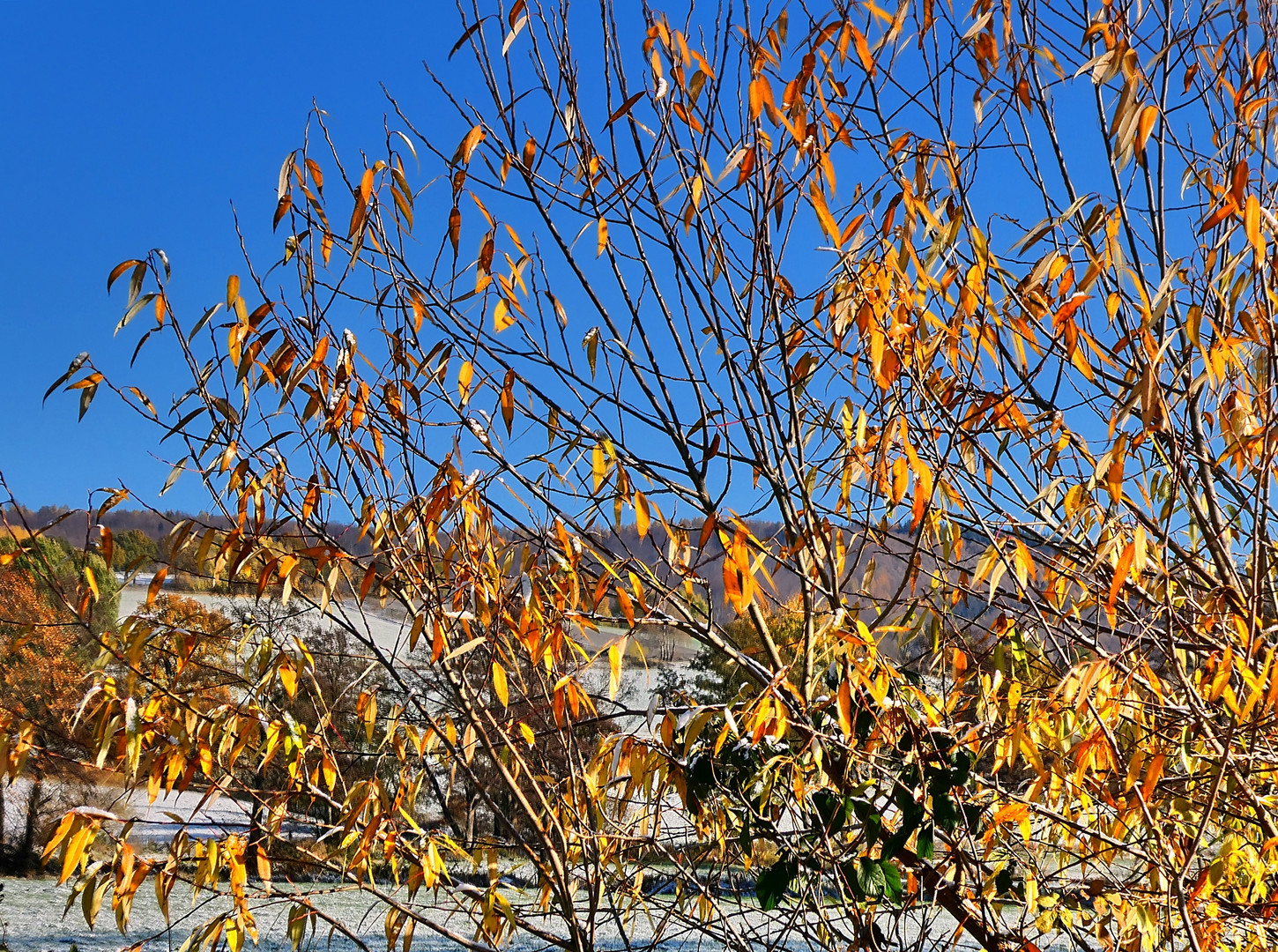 Winterlicher Herbst - 19.11.2022