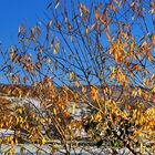 Winterlicher Herbst - 19.11.2022