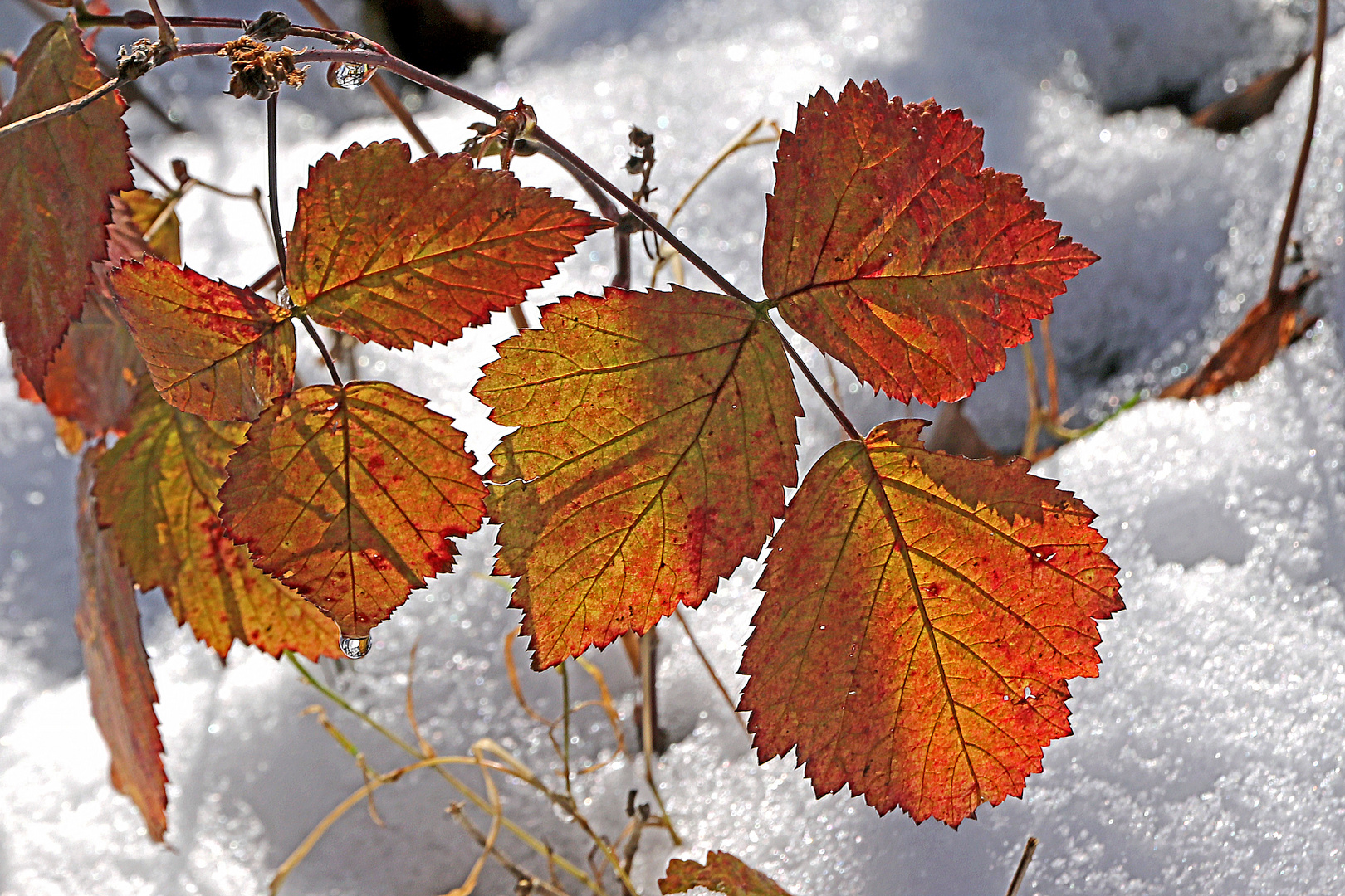 Winterlicher Herbst